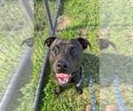 Sid - Male Mutt Dog for Adoption - Small photo