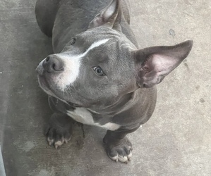 American Bully-Unknown Mix Puppy for sale in SACRAMENTO, CA, USA