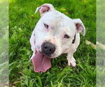Small #6 American Pit Bull Terrier