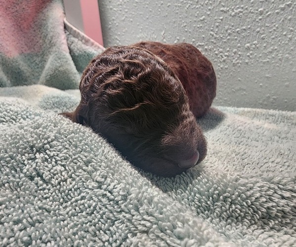Medium Photo #2 Poodle (Standard) Puppy For Sale in CLAYTON, WA, USA
