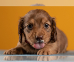 Small Photo #29 Dachshund Puppy For Sale in CROWLEY, TX, USA