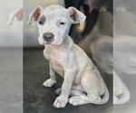 Small American Staffordshire Terrier Mix