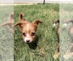Puppy Allycat Chihuahua