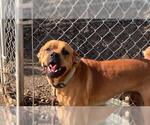 Small Mastiff
