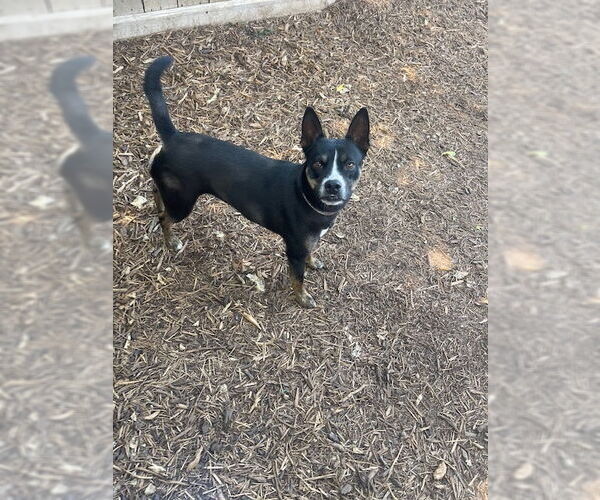 Medium Photo #2 Mutt Puppy For Sale in Houston, TX, USA