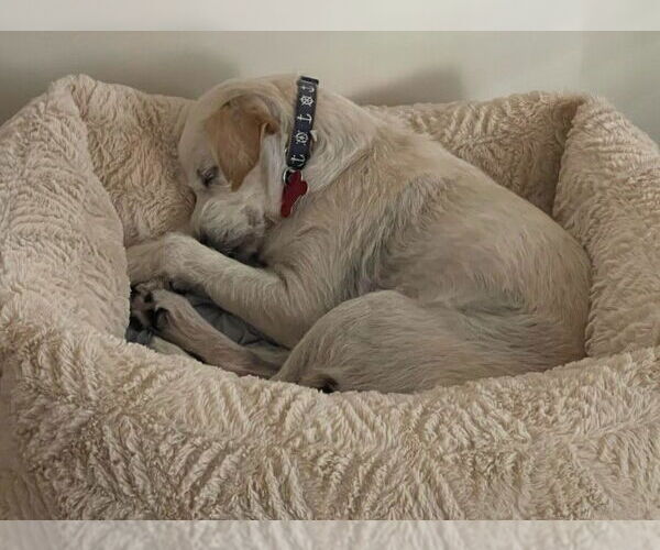 Medium Photo #3 Mutt Puppy For Sale in San Diego, CA, USA