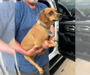 Oakley in TX - Male Chiweenie Dog for Adoption - Photo #2