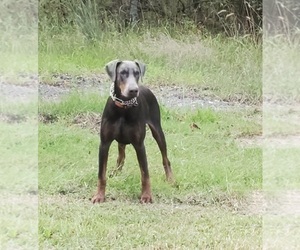 Father of the Doberman Pinscher puppies born on 02/18/2022