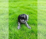 Puppy Gucci Cocker Spaniel-Sheepadoodle Mix