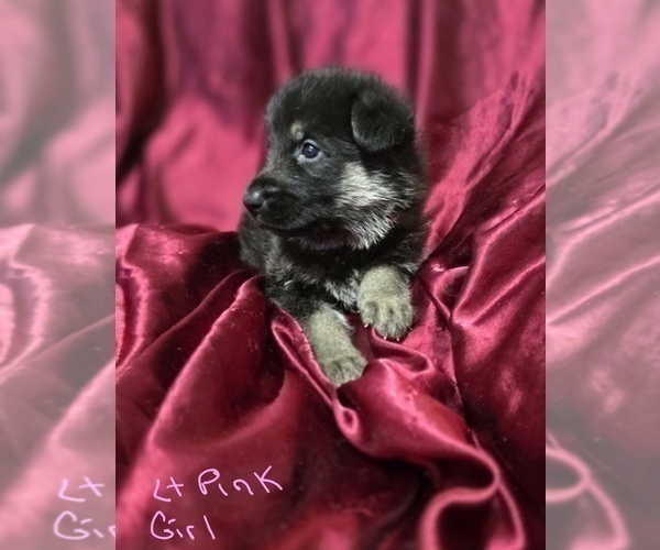 Medium Photo #4 German Shepherd Dog Puppy For Sale in APACHE JUNCTION, AZ, USA