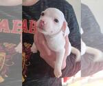 Small Photo #1 Jack Russell Terrier Puppy For Sale in ARTHUR, ND, USA