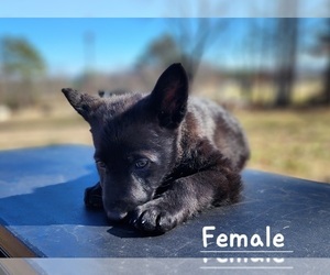 German Shepherd Dog Puppy for Sale in ELLENBORO, North Carolina USA