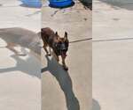 Small #2 German Shepherd Dog Mix