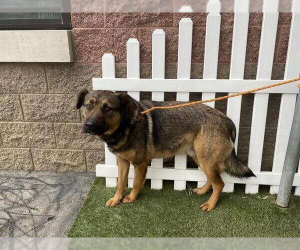 Medium Photo #1 Shepradors Puppy For Sale in Modesto, CA, USA