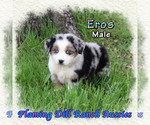 Puppy Eros Miniature Australian Shepherd