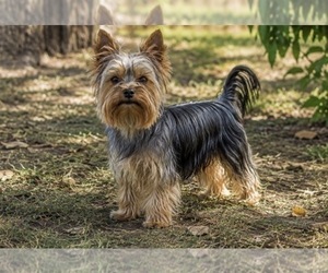 Father of the Yorkshire Terrier puppies born on 05/29/2026