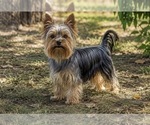 Small Photo #1 Yorkshire Terrier Puppy For Sale in HOMESTEAD, FL, USA