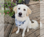 Small #2 Golden Pyrenees