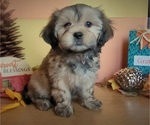 Small #3 Lhasa Apso