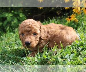 Medium Goldendoodle (Miniature)