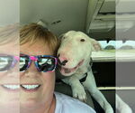 Small #2 Bull Terrier