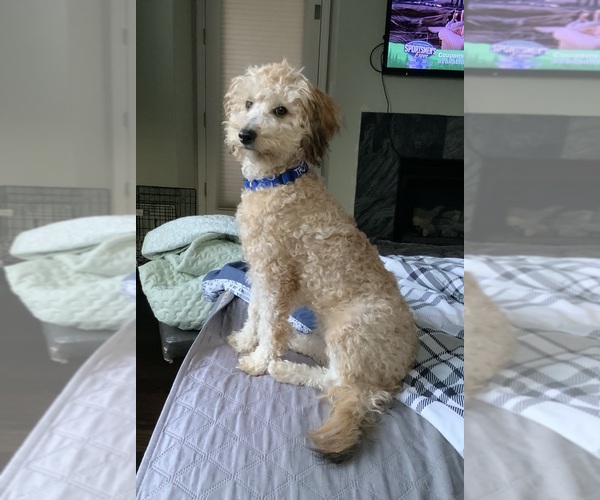 Medium Photo #1 Goldendoodle mix (+ Poodle Miniature) Puppy For Sale in MANTECA, CA, USA