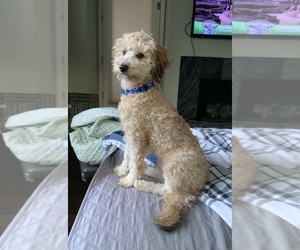 Father of the Goldendoodle mix (+ Poodle Miniature) puppies born on 04/21/2026