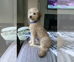 Small Photo #1 Goldendoodle mix (+ Poodle Miniature) Puppy For Sale in MANTECA, CA, USA