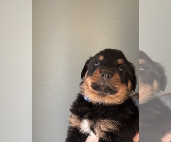 Medium Photo #11 Rottweiler Puppy For Sale in BELLEVILLE, IL, USA