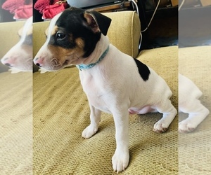 Rat Terrier Puppy for sale in LOUISVILLE, KY, USA