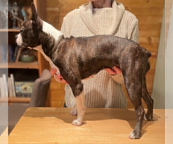 Medium Photo #3 Boston Terrier Puppy For Sale in MONTVILLE, OH, USA