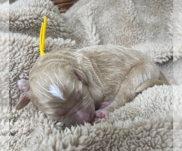 Medium Photo #36 Goldendoodle Puppy For Sale in PIERSON, FL, USA