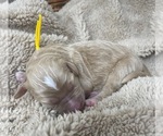 Puppy Mr Yellow Goldendoodle