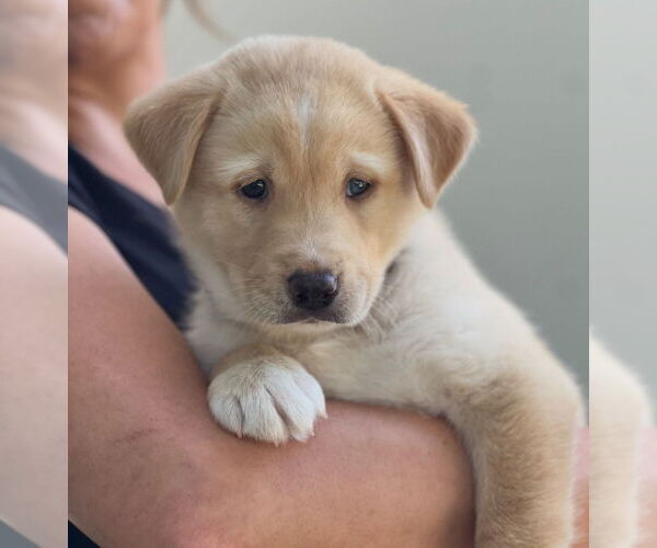 Medium Photo #2 Bernese Mountain Dog-Unknown Mix Puppy For Sale in Dana Point, CA, USA