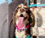Small #3 Cocker Spaniel
