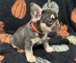 Puppy Orange pup French Bulldog