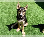 Small German Shepherd Dog Mix