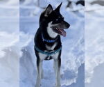 Small #9 Siberian Husky Mix