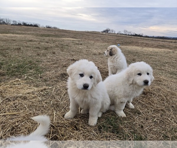 Medium Photo #9 Great Pyrenees Puppy For Sale in BANGOR, PA, USA