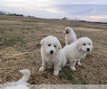 Small #8 Great Pyrenees