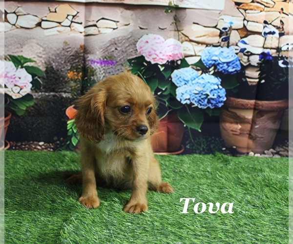 Medium Photo #1 Cavalier King Charles Spaniel Puppy For Sale in CHANUTE, KS, USA