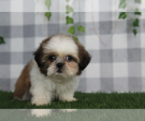 Medium Photo #4 Shih Tzu Puppy For Sale in MARIETTA, GA, USA