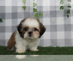 Small #3 Shih Tzu