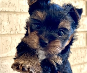 Yorkshire Terrier Puppy for sale in DAWSON, TX, USA
