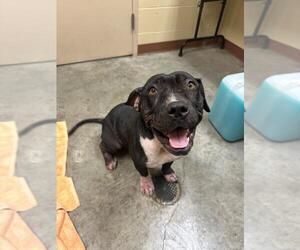 American Staffordshire Terrier-Unknown Mix Dogs for adoption in Texas City, TX, USA