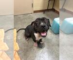 Small American Staffordshire Terrier Mix