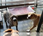 Small Photo #15 Plott Hound-Retriever  Mix Puppy For Sale in Sebec, ME, USA