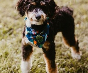 Father of the Bernedoodle mix (+ Poodle Standard) puppies born on 06/10/2026