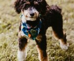 Small Photo #1 Bernedoodle mix (+ Poodle Standard) Puppy For Sale in GREENCASTLE, PA, USA