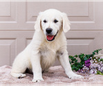 Small #6 English Cream Golden Retriever